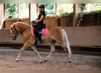 Haflinger, Wallach, 10 Jahre, 148 cm, Fuchs