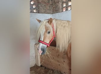 Haflinger, Wallach, 10 Jahre, 149 cm