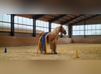 Haflinger, Wallach, 10 Jahre, 150 cm, Fuchs