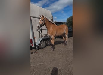 Haflinger, Wallach, 10 Jahre, 150 cm, Fuchs