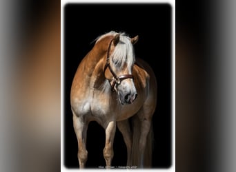 Haflinger, Wallach, 10 Jahre, 150 cm, Palomino