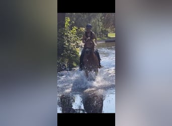 Haflinger, Wallach, 10 Jahre, 151 cm, Fuchs