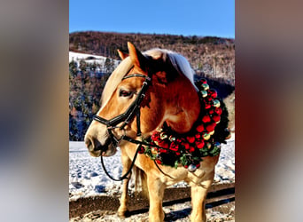Haflinger, Wallach, 10 Jahre, 152 cm, Fuchs