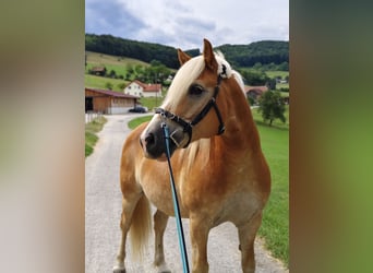 Haflinger, Wallach, 10 Jahre, 152 cm, Fuchs