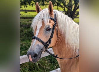 Haflinger, Wallach, 10 Jahre, 152 cm, Fuchs