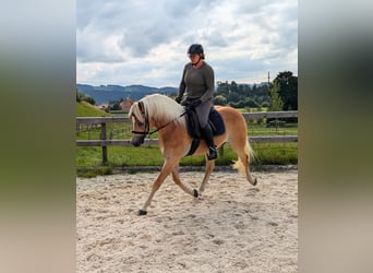 Haflinger, Wallach, 10 Jahre, 152 cm, Fuchs