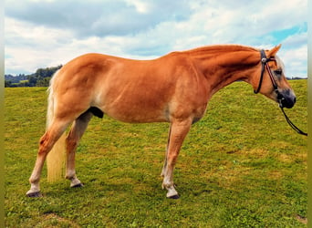 Haflinger, Wallach, 10 Jahre, 152 cm, Fuchs