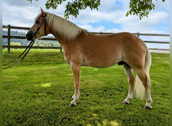 Haflinger, Wallach, 10 Jahre, 152 cm, Fuchs