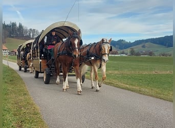 Haflinger, Wallach, 10 Jahre, 152 cm, Fuchs