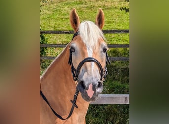 Haflinger, Wallach, 10 Jahre, 152 cm, Fuchs