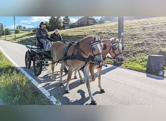 Haflinger, Wallach, 10 Jahre, 152 cm, Fuchs