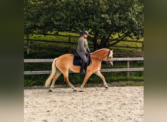 Haflinger, Wallach, 10 Jahre, 152 cm, Fuchs