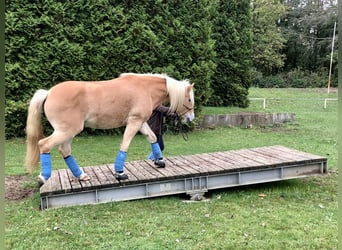 Haflinger, Wallach, 10 Jahre, 152 cm, Fuchs
