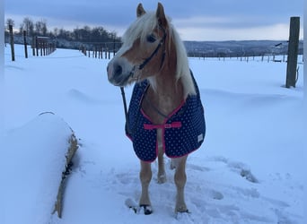 Haflinger, Wallach, 10 Jahre, 152 cm, Fuchs