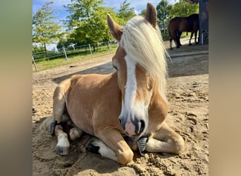 Haflinger, Wallach, 10 Jahre, 152 cm, Fuchs