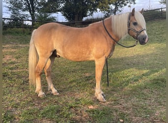Haflinger, Wallach, 10 Jahre, 152 cm, Fuchs