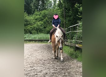 Haflinger, Wallach, 10 Jahre, 152 cm, Fuchs
