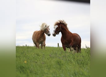 Haflinger, Wallach, 10 Jahre, 152 cm, Fuchs