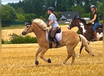 Haflinger, Wallach, 10 Jahre, 152 cm, Fuchs