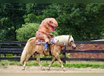Haflinger, Wallach, 10 Jahre, 152 cm, Rotfuchs