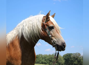 Haflinger, Wallach, 10 Jahre, 152 cm, Rotfuchs