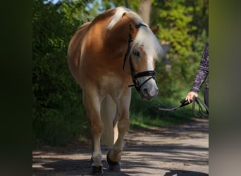 Haflinger, Wallach, 10 Jahre, 154 cm, Fuchs