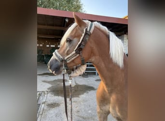 Haflinger, Wallach, 10 Jahre, 154 cm