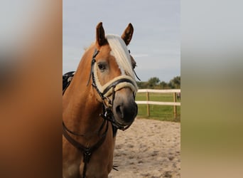 Haflinger, Wallach, 10 Jahre, 155 cm