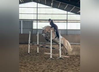 Haflinger, Wallach, 10 Jahre, 155 cm