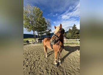 Haflinger, Wallach, 10 Jahre, 157 cm, Fuchs