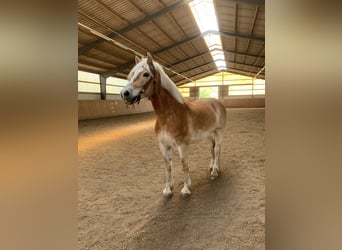 Haflinger, Wallach, 10 Jahre, 158 cm, Fuchs