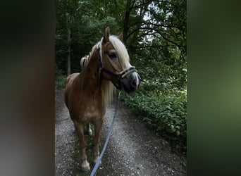Haflinger, Wallach, 10 Jahre, 158 cm, Fuchs