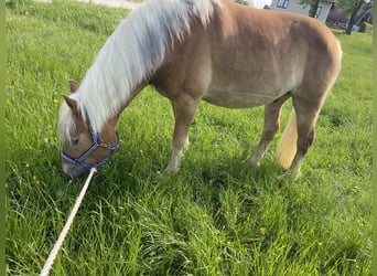 Haflinger, Wallach, 10 Jahre, 158 cm, Fuchs