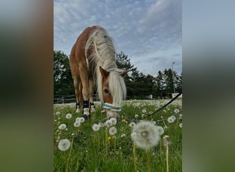Haflinger, Wallach, 10 Jahre, 160 cm