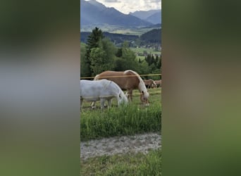 Haflinger, Wallach, 10 Jahre, 163 cm