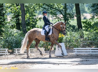Haflinger, Wallach, 10 Jahre, 163 cm, Fuchs