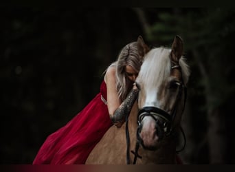 Haflinger, Wallach, 10 Jahre, 164 cm, Hellbrauner