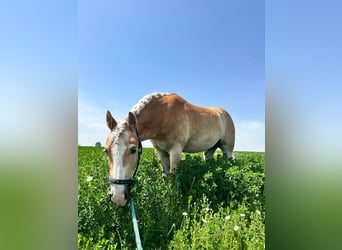 Haflinger, Wallach, 10 Jahre, 164 cm, Hellbrauner