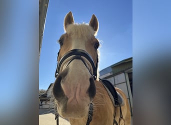 Haflinger, Wallach, 10 Jahre, 164 cm, Hellbrauner