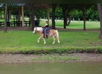 Haflinger, Wallach, 10 Jahre, Dunkelfuchs