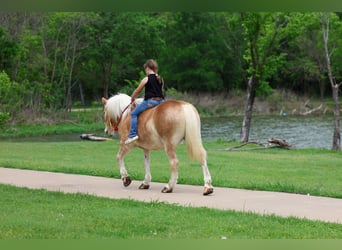 Haflinger, Wallach, 10 Jahre, Dunkelfuchs