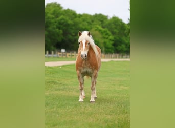 Haflinger, Wallach, 10 Jahre, Dunkelfuchs