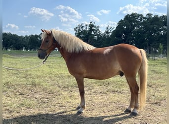Haflinger, Wallach, 11 Jahre, 132 cm, Dunkelfuchs