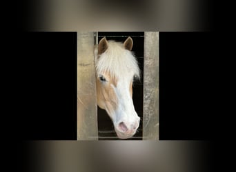 Haflinger, Wallach, 11 Jahre, 143 cm