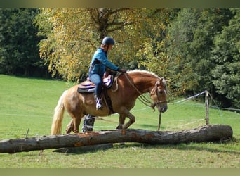 Haflinger, Wallach, 11 Jahre, 145 cm, Palomino