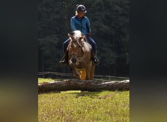 Haflinger, Wallach, 11 Jahre, 145 cm, Palomino