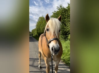Haflinger, Wallach, 11 Jahre, 147 cm, Fuchs