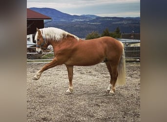 Haflinger, Wallach, 11 Jahre, 147 cm, Palomino