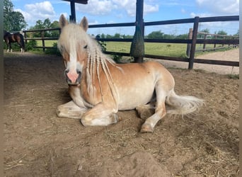 Haflinger, Wallach, 11 Jahre, 148 cm