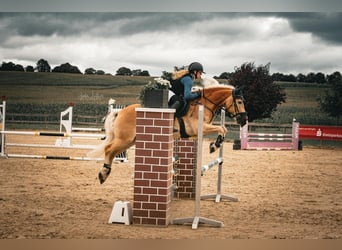 Haflinger, Wallach, 11 Jahre, 148 cm, Fuchs